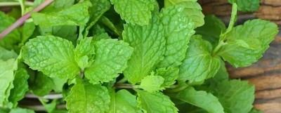 FOURGANIC PEPPERMINT (Mentha piperita) HERB Seed(100 per packet)