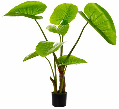 SREE Taro Root,Kachu Root Seed(5 per packet)
