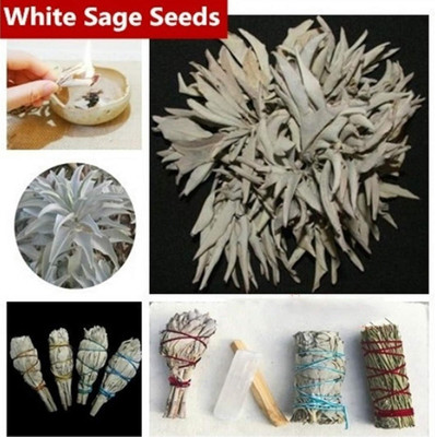 Qualtivate RES-3A White Sage Seeds Seed(100 per packet)