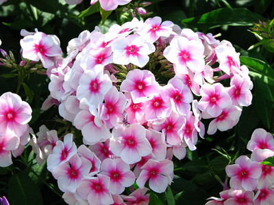 Aywal Phlox Mixed Color F1 Hybrid Seed(60 per packet)