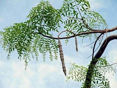VibeX XLR-40 - Moringa oleifera Drumstick Tree - (1350 Seeds) Seed(1350 per packet)