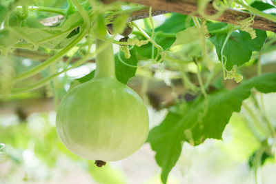 UGRA GOURD ROUND SEEDS Seed(120 per packet)