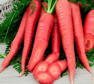 DIVINE CARROT Seed(35 per packet)