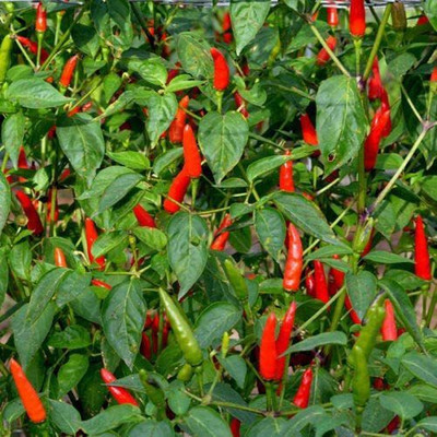 CYBEXIS Organic Chilli Pepper - Lancer Seeds1200 Seeds Seed(1200 per packet)