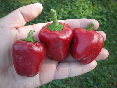 KNESSiN Red Bell Chilli Pepper[400 Seeds] Seed(400 per packet)