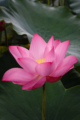 OMOM lotus,kamal gatta Seed(11 per packet)