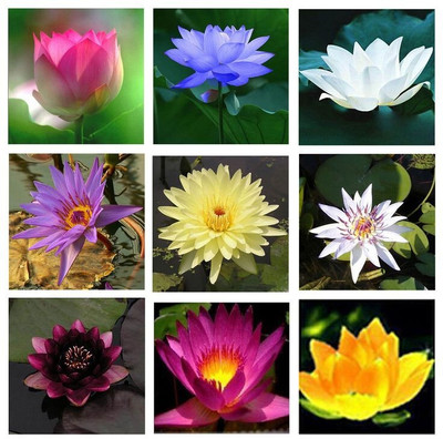 usdeepar retail colourful Lotus seed Seed(15 per packet)
