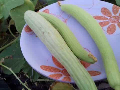 CYBEXIS PAU-28 - Long Cucumber /Long Melon - (450 Seeds) Seed(450 per packet)