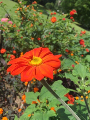 Quentova Tithonia Red Flower-PUAS-8L Seed(75 per packet)