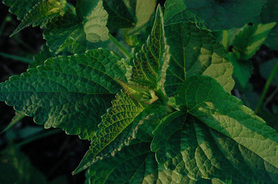 VibeX XLL-86 - Korean Licorice Mint (Agastache Rugosa) - (1350 Seeds) Seed(1350 per packet)