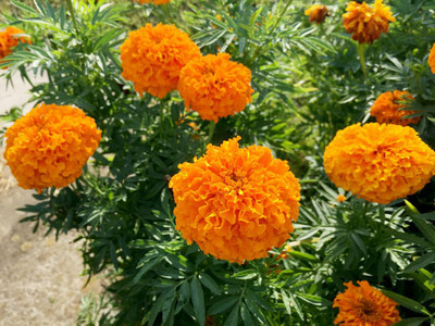 SIDDHARTH FISH FARM marigold,gende ka phool seeds Seed(22 per packet)