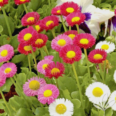 XOLDA Exotic daisy mix Seed(25 per packet)