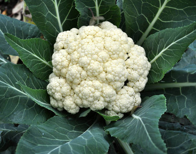 clause white cauliflower,gobhee seeds Seed(15 per packet)