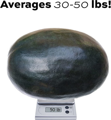 CYBEXIS PAU-28 - Big Giant Watermelons - (1350 Seeds) Seed(1350 per packet)