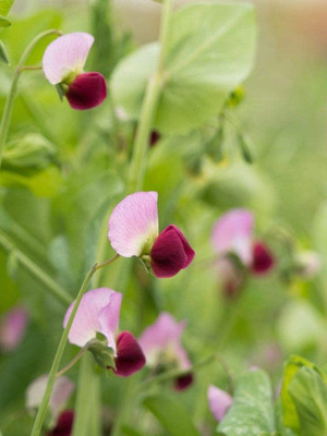 VibeX ® XXL-545 Dwarf Grey Sugar Pea Seeds Seed(50 per packet)