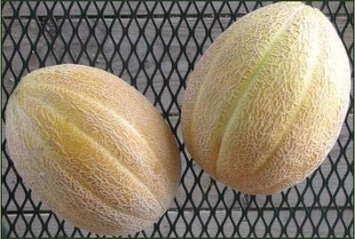 CYBEXIS LXI-22 - Jumbo Cantaloupe/Muskmelon Melon - (1350 Seeds) Seed(1350 per packet)