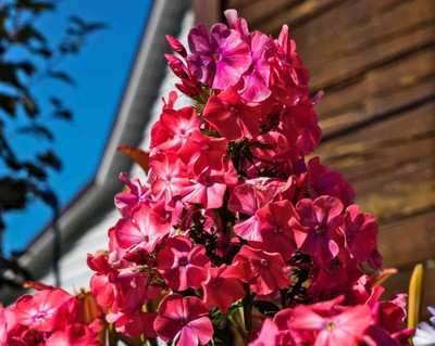 Mozette Exotic phlox Seed(24 per packet)