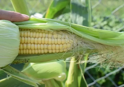 MAA Sweet Corn, Bhutta Seed(49 per packet)