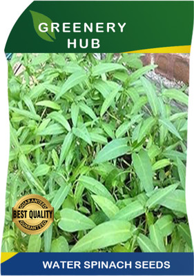 Greenery Hub Vibrant Water Spinach Seeds for a Fresh Garden Harvest Seed(50 per packet)