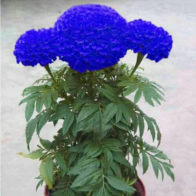 Aywal MARIGOLD VANILA Seed(60 per packet)