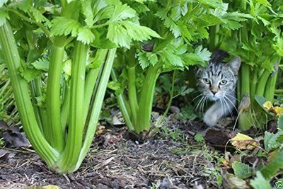 CYBEXIS XL-46 - Celery Tendercrisp - (750 Seeds) Seed(750 per packet)