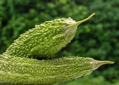 Oliver F1 BEST QUALITY BITTER GOURD SEEDS Seed(25 per packet)