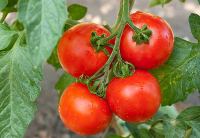 JOY SHREE tomato Seed(115 per packet)