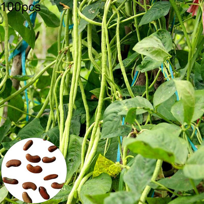 CYBEXIS Hybrid Long Beans Seeds800 Seeds Seed(800 per packet)