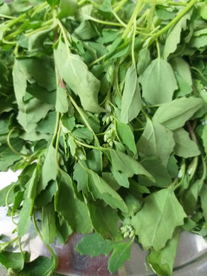 ITTUMM Chenopodium ambrosioides Bathua Saag Vegetable Seed(500 per packet)
