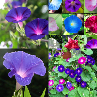 ibains Morning glory seeds mixed hybrid 40 Seed(40 per packet)