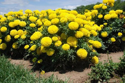 Seedsqlty marigold seeds for farming, high germination (50 seeds) Seed(50 per packet)