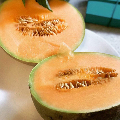 CYBEXIS VXI-53 - Jumbo Cantaloupe/Muskmelon Melon - (150 Seeds) Seed(150 per packet)