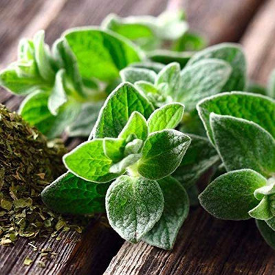 CYBEXIS GUA-66 - Italian Oregano - (1350 Seeds) Seed(1350 per packet)