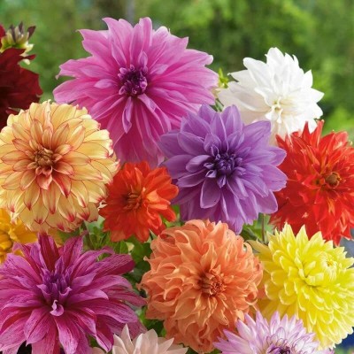 KANAYA Dahlia Double Figaro Mixed Hybrid Flower Seeds For Kitchen Gardening Seed(78 per packet)