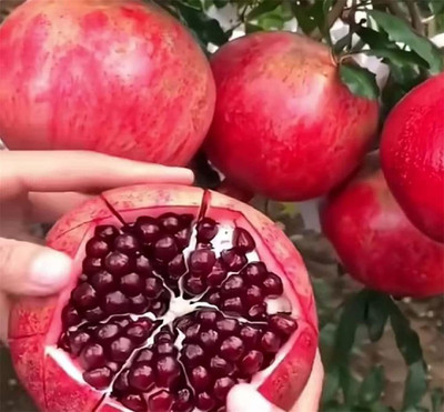 CYBEXIS NBIR-42 - Fresh Red Big Pomegranate - (30 Seeds) Seed(30 per packet)