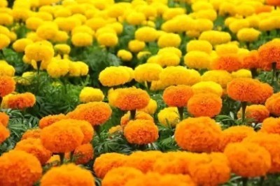 SUAA Marigold Flower Mix Seed(100 per packet)