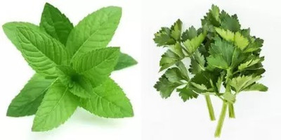 Aro Celery, Ajmod Seed(50 per packet)