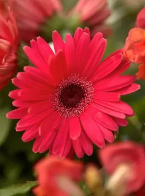 Aro Daisy Seed(100 per packet)
