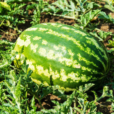 Farmonix Allsweet Watermelon Seed(50 per packet)