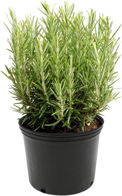 CYBEXIS XL-29 - Rosemary Herb Plant - (250 Seeds) Seed(250 per packet)