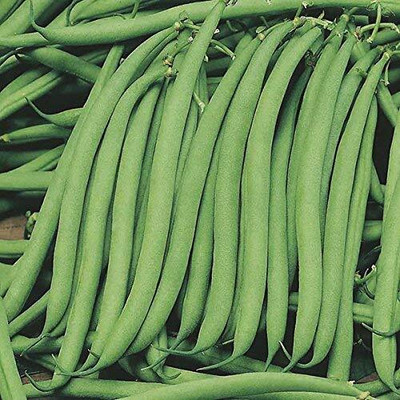 CRGO BEANS Seed(55 per packet)