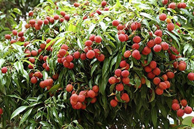 Aywal Sweet Lychee Fruit Seed(7 per packet)
