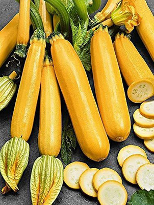 CYBEXIS TLX-75 - Zucchini Yellow - (75 Seeds) Seed(75 per packet)