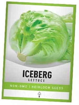 CYBEXIS Iceberg crisphead Lettuce2000 Seeds Seed(2000 per packet)