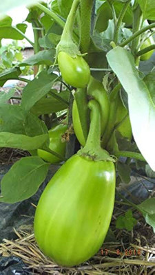 BDSresolve Green brinjal seeds hybrid all seasons PACK OF 72 Seed(72 per packet)