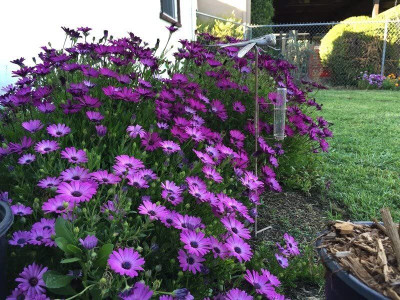 Aywal Osteospermum White Color Flower Seed(100 per packet)