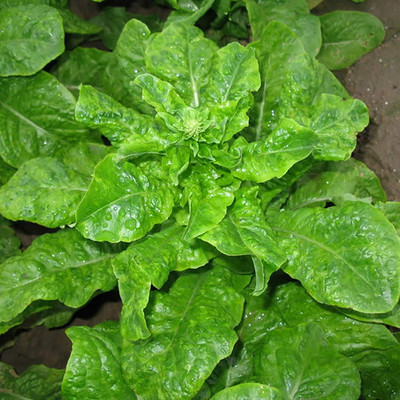CYBEXIS Open Pollinated Fast Growing Green Easy Plant Vegetable Lettuce Seeds1000 Seeds Seed(1000 per packet)