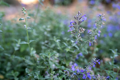 CYBEXIS ATS-33 - Nepeta Cataria Common Catmint - (4500 Seeds) Seed(4500 per packet)