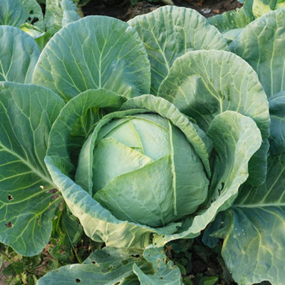 CYBEXIS Heirloom Giant Cabbage Seeds1000 Seeds Seed(1000 per packet)