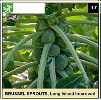 CYBEXIS LONG ISLAND IMPROVED BRUSS.SPROUTS Seed(1000 per packet)